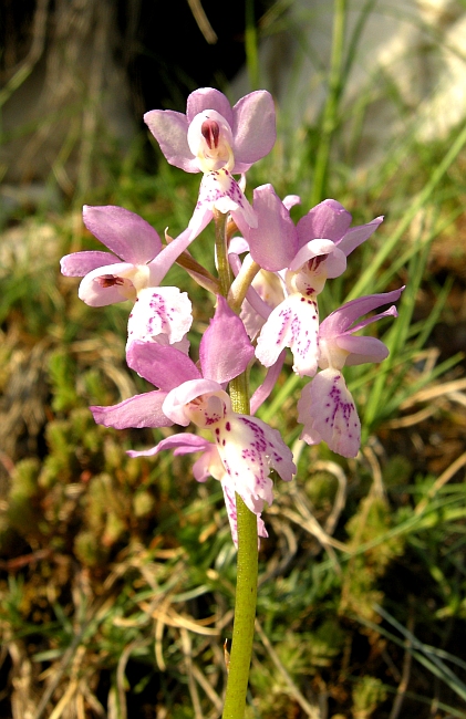 Orchis colemanii - variazioni cromatiche